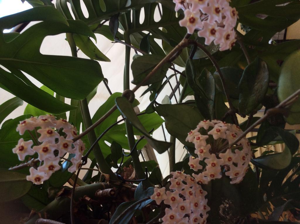 לינה וארוחת בוקר קוורטוצ'ו Pimpioxelli מראה חיצוני תמונה
